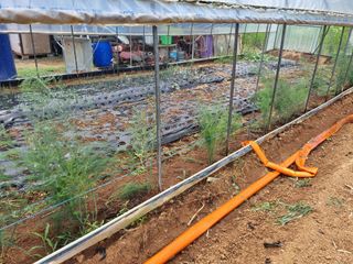 신영철(충남청양군)님의 두릅 · 영농일지 작성글 사진