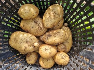 권공목님의 감자 · 영농일지 작성글 사진