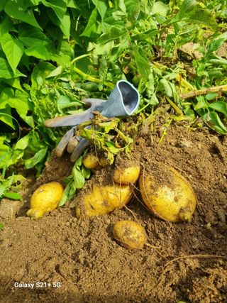 권공목님의 감자 · 영농일지 작성글 사진