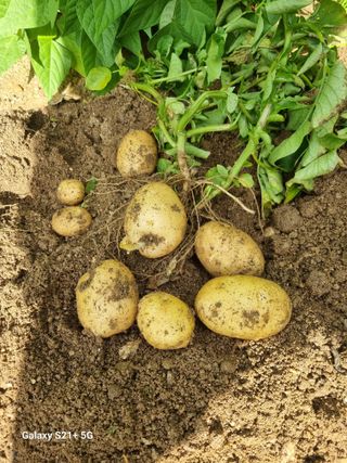 권공목님의 감자 · 영농일지 작성글 사진