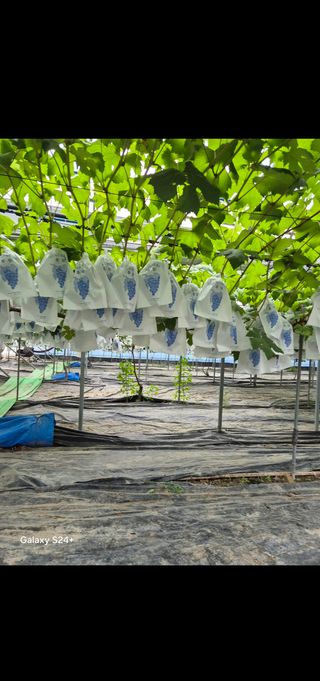흥부골포도님의 👩🏻‍🌾7월 농작업 계획 · 참여글 작성글 사진