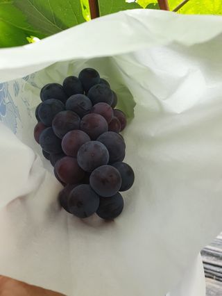 흥부골포도님의 👩🏻‍🌾7월 농작업 계획 · 참여글 작성글 사진