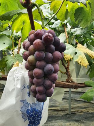 흥부골포도님의 👩🏻‍🌾7월 농작업 계획 · 참여글 작성글 사진