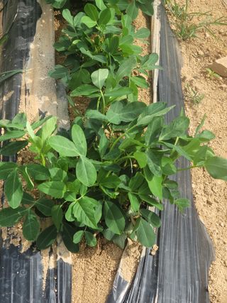 다소농원님의 자유주제 · 자유게시판 작성글 사진