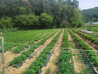 다소농원님의 자유주제 · 자유게시판 작성글 사진