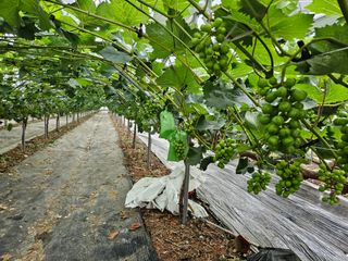 이금철님의 포도 · 영농일지 작성글 사진