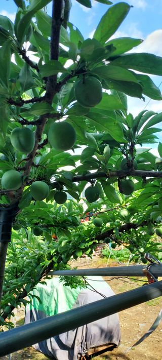 자두 《 추희외1종님의 👩🏻‍🌾7월 농작업 계획 · 참여글 작성글 사진