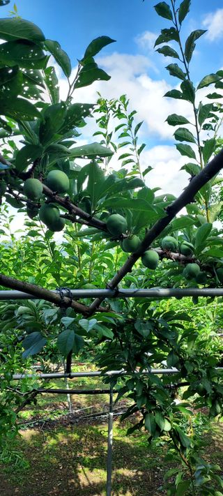 자두 《 추희외1종님의 👩🏻‍🌾7월 농작업 계획 · 참여글 작성글 사진