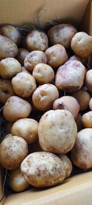 자두 《 추희외1종님의 👩🏻‍🌾7월 농작업 계획 · 참여글 작성글 사진