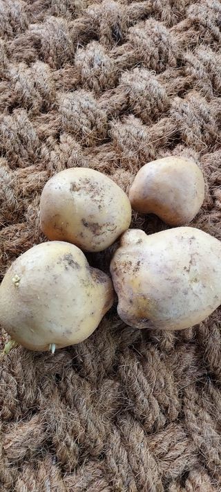 자두 《 추희외1종님의 👩🏻‍🌾7월 농작업 계획 · 참여글 작성글 사진