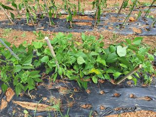 이문식님의 👩🏻‍🌾7월 농작업 계획 · 참여글 작성글 사진