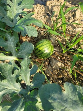 고인석님의 👩🏻‍🌾7월 농작업 계획 · 참여글 작성글 사진