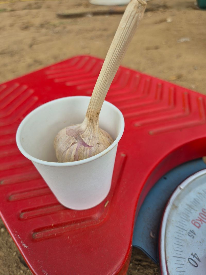 신재경님의 장터 판매 상품 [홍산마늘 ] 첨부 사진