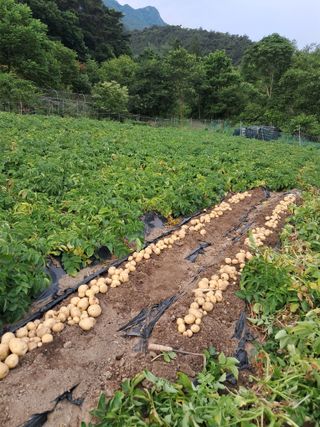 이용호님의 👩🏻‍🌾7월 농작업 계획 · 참여글 작성글 사진