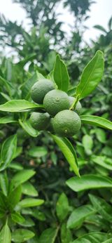 팜모닝 👩🏻‍🌾7월 농작업 계획·참여글 게시글 이미지