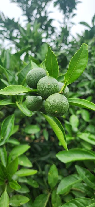 김경희님의 👩🏻‍🌾7월 농작업 계획 · 참여글 작성글 사진