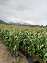 팜모닝 옥수수·영농일지 게시글 이미지