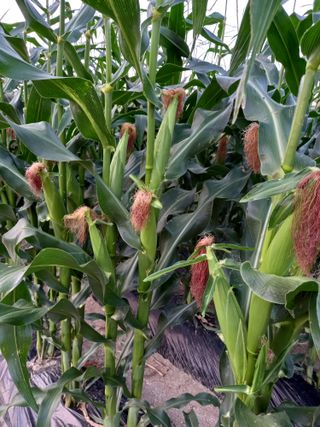 이영수님의 옥수수 · 영농일지 작성글 사진