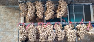 고추나방탄저에적합한님의 자유주제 · 자유게시판 작성글 사진