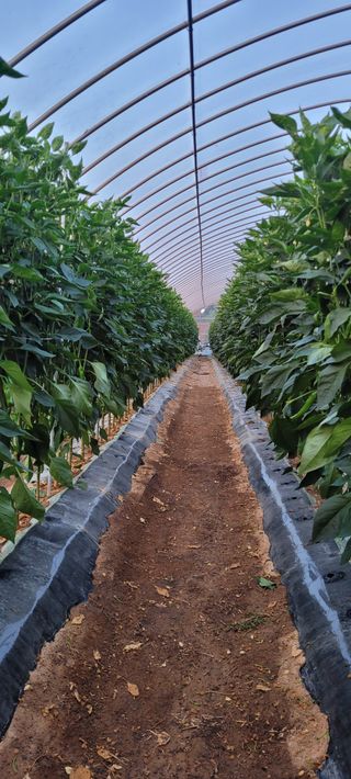 고추나방탄저에적합한님의 자유주제 · 자유게시판 작성글 사진