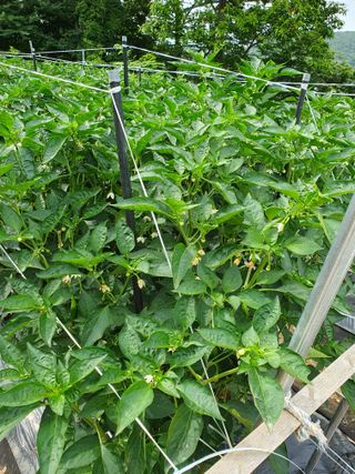 평강님의 고추 · 병해충상담 작성글 사진