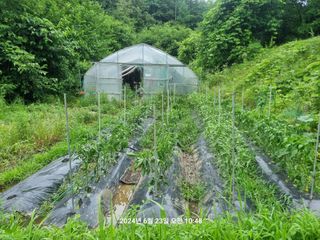 꿈사랑님의 복숭아 · 영농일지 작성글 사진