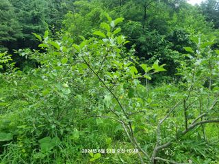 꿈사랑님의 복숭아 · 영농일지 작성글 사진