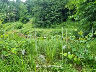 꿈사랑님의 복숭아 · 영농일지 작성글 사진