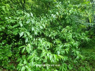 꿈사랑님의 복숭아 · 영농일지 작성글 사진