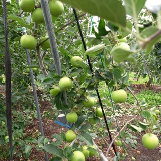 최동구님의 사과 · 비료•농약 작성글 사진