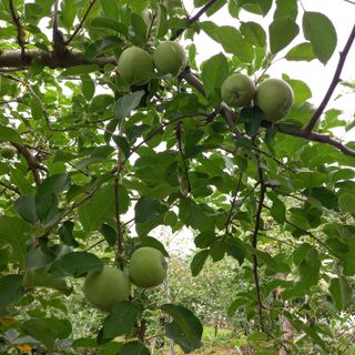 최동구님의 사과 · 비료•농약 작성글 사진