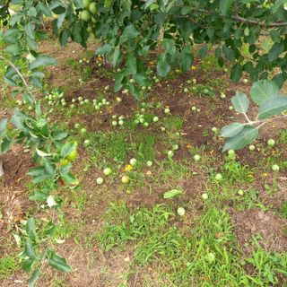 최동구님의 사과 · 비료•농약 작성글 사진