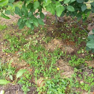 최동구님의 사과 · 비료•농약 작성글 사진