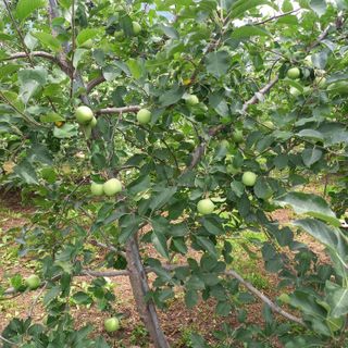 최동구님의 사과 · 비료•농약 작성글 사진