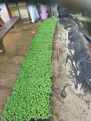 남병목님의 👩🏻‍🌾7월 농작업 계획 · 참여글 작성글 사진