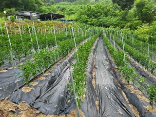 남병목님의 👩🏻‍🌾7월 농작업 계획 · 참여글 작성글 사진