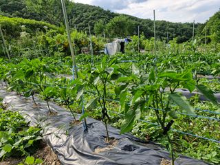 당근한개님의 자유주제 · 자유게시판 작성글 사진