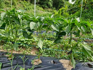 당근한개님의 자유주제 · 자유게시판 작성글 사진