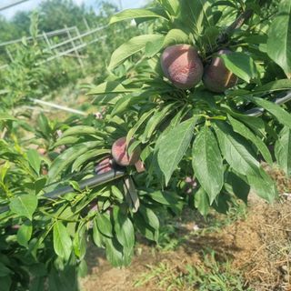 황대규님의 작성글 사진