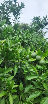 팜모닝 자유주제·자유게시판 게시글 이미지