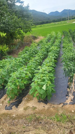 마늘님의 👩🏻‍🌾7월 농작업 계획 · 참여글 작성글 사진