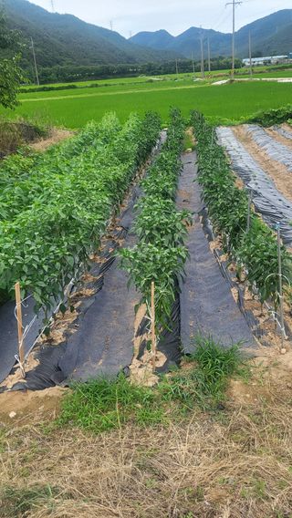 마늘님의 👩🏻‍🌾7월 농작업 계획 · 참여글 작성글 사진