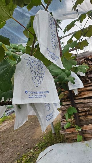 내촌촌놈님의 포도 · 영농일지 작성글 사진
