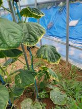 팜모닝 농사, 무엇이든 물어보세요!·참여글 게시글 이미지