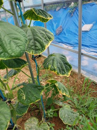 이용주 님의 농사, 무엇이든 물어보세요! · 참여글 작성글 사진