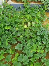 팜모닝 기타작물·영농일지 게시글 이미지