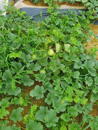 평강님의 기타작물 · 영농일지 작성글 사진