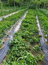 팜모닝 자유주제·자유게시판 게시글 이미지