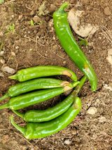 팜모닝 고추·병해충상담 게시글 이미지