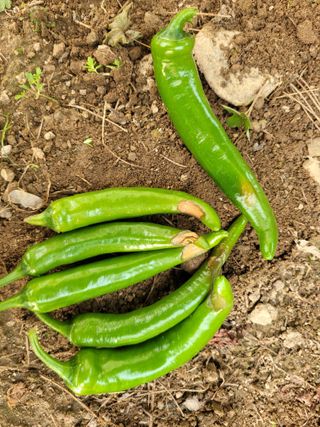 갈담리님의 고추 · 병해충상담 작성글 사진